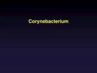 corynebacterium