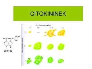 citokininek