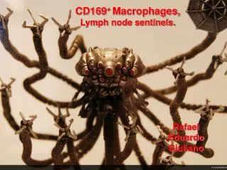 CD169 + Macrophages, Lymph node sentinels.