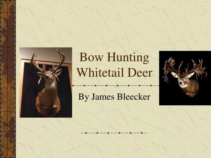 bow hunting whitetail deer