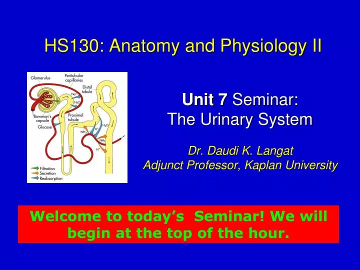hs130 anatomy and physiology ii