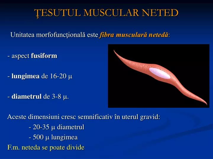 esutul muscular neted