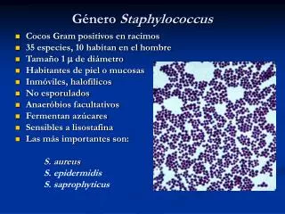 g nero staphylococcus
