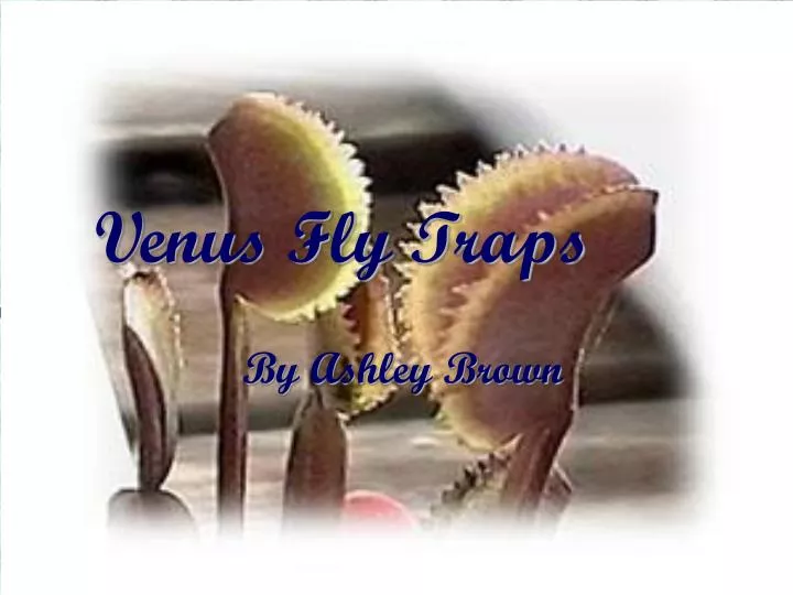venus fly traps