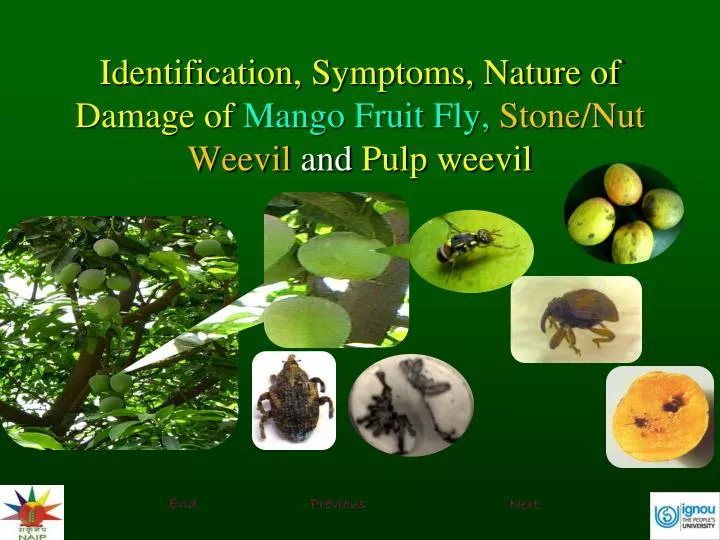 identification symptoms nature of damage of mango fruit fly stone nut weevil and pulp weevil