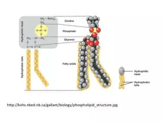 kvhs.nbed.nb/gallant/biology/phospholipid_structure.jpg