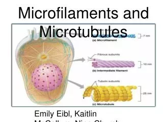 Microfilaments and Microtubules