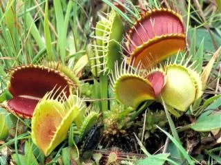 Venus Fly Trap Dionaea muscipula