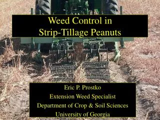 Weed Control in Strip-Tillage Peanuts