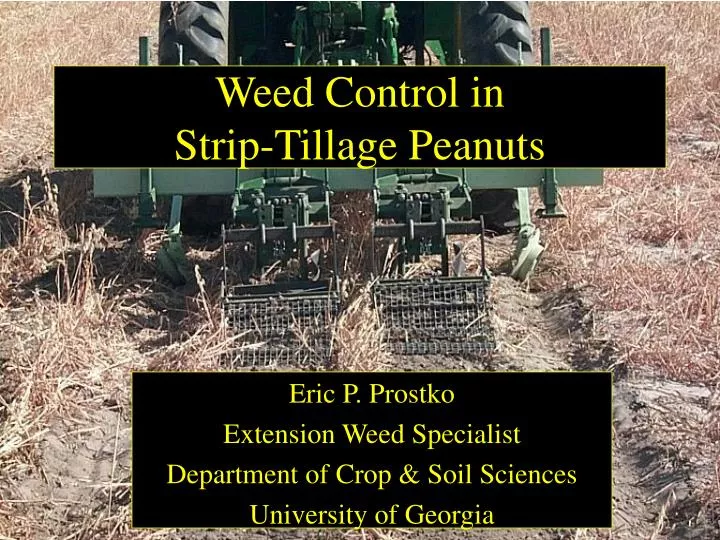 weed control in strip tillage peanuts