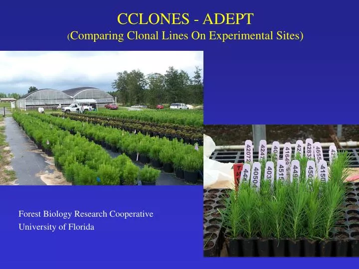 cclones adept comparing clonal lines on experimental sites
