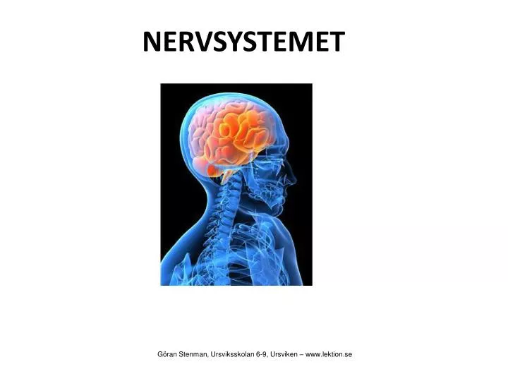 nervsystemet