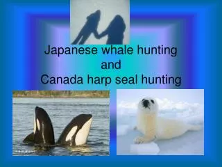 Japanese whale hunting and Canada harp seal hunting