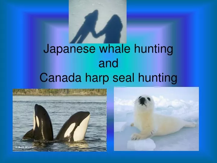 japanese whale hunting and canada harp seal hunting