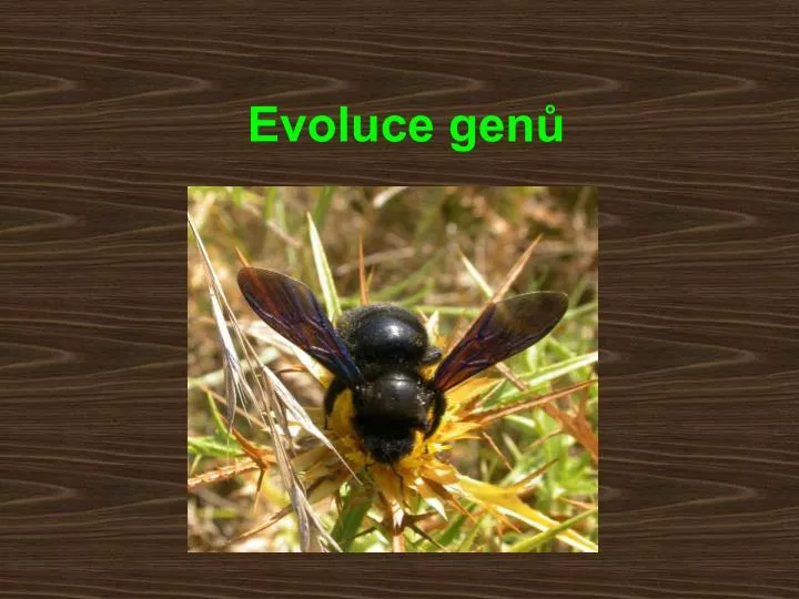 evoluce gen