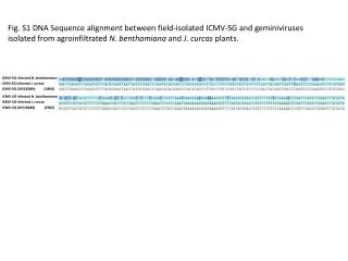 ICMV-SG infected N. benthamiana