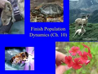 Finish Population Dynamics (Ch. 10)