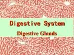 Digestive System Digestive Glands - slide 1
