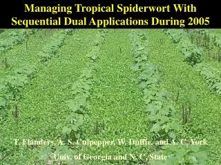 Managing Tropical Spiderwort With Sequential Dual Applications During 2005