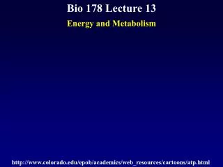 Bio 178 Lecture 13