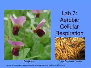 Lab 7: Aerobic Cellular Respiration