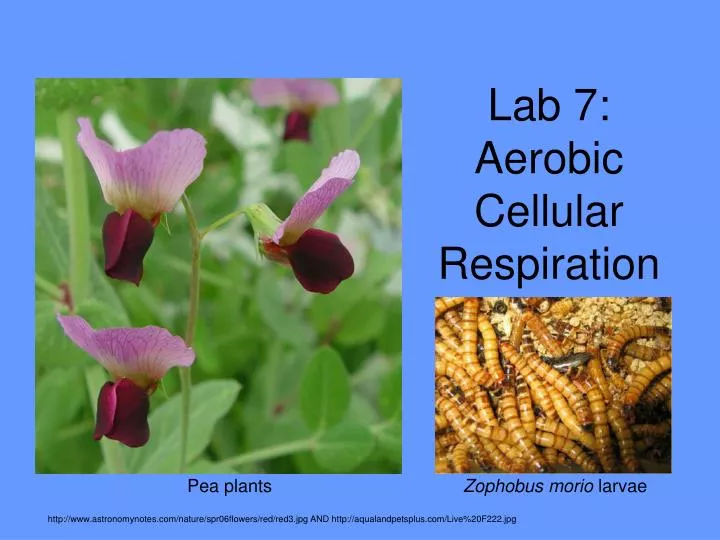 lab 7 aerobic cellular respiration