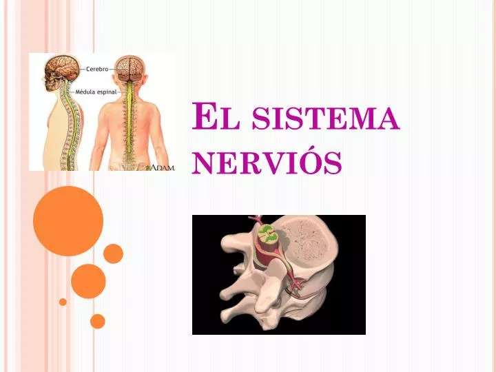 el sistema nervi s