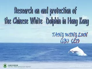 Research on and protection of the Chinese White Dolphin in Hong Kong