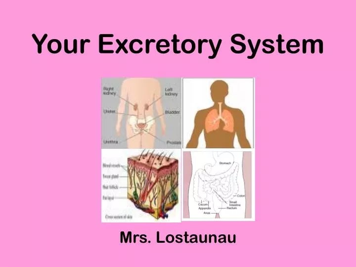 your excretory system