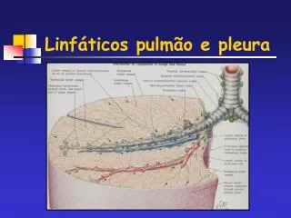 linf ticos pulm o e pleura