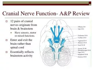 Cranial Nerve Function- A&amp;P Review