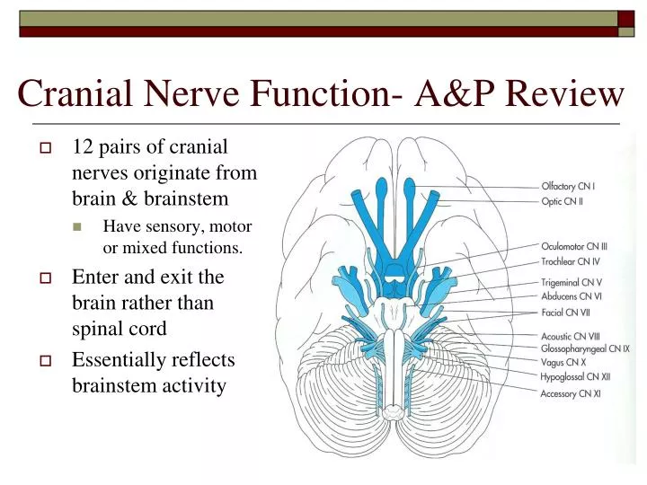 cranial nerve function a p review