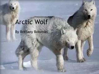 Arctic Wolf By Brittany Bossman