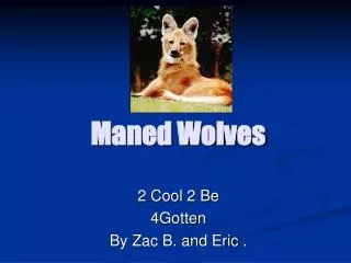 Maned Wolves