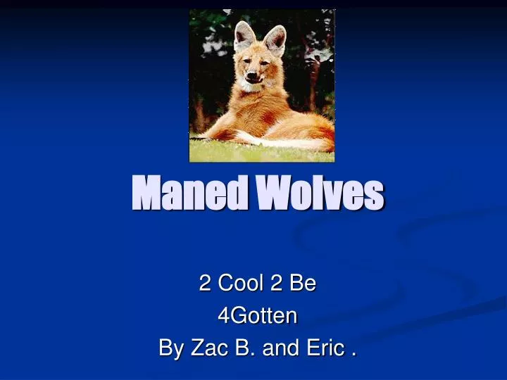 maned wolves