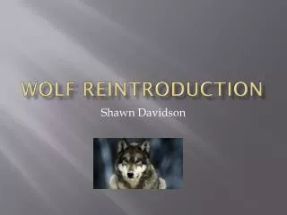 Wolf Reintroduction