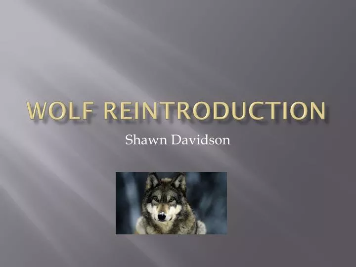 wolf reintroduction