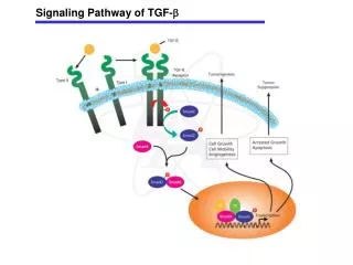 Signaling Pathway of TGF- ?