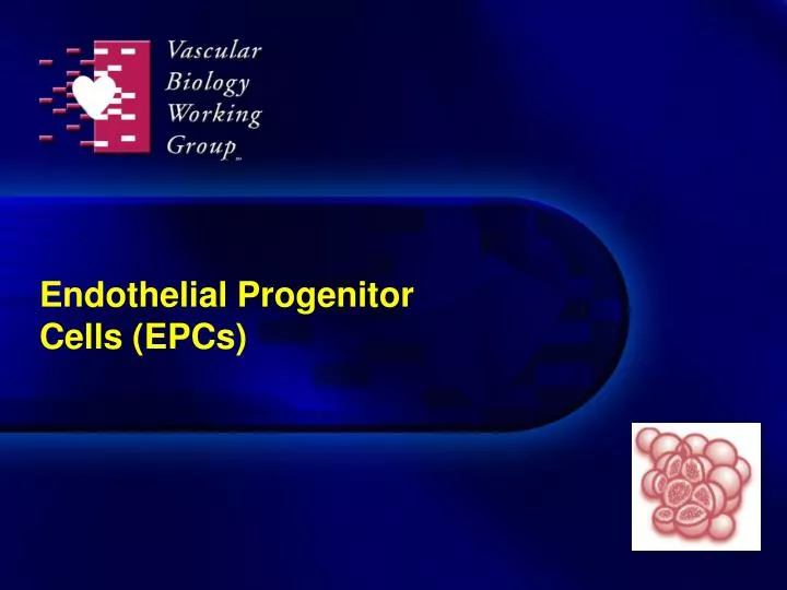 endothelial progenitor cells epcs