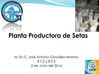 planta productora de setas