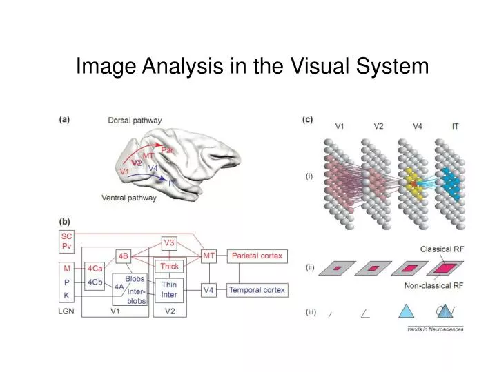 anatomical connections and receptive fields