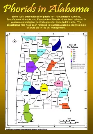Phorids in Alabama