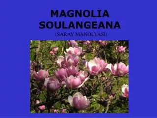 magnolia soulangeana
