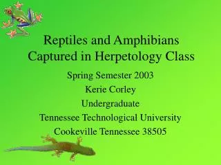 Reptiles and Amphibians Captured in Herpetology Class