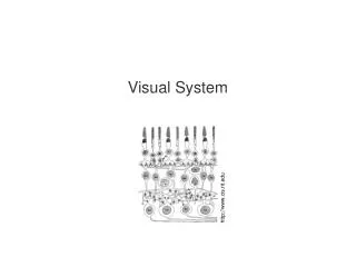 Visual System