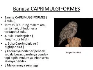 bangsa caprimulgiformes