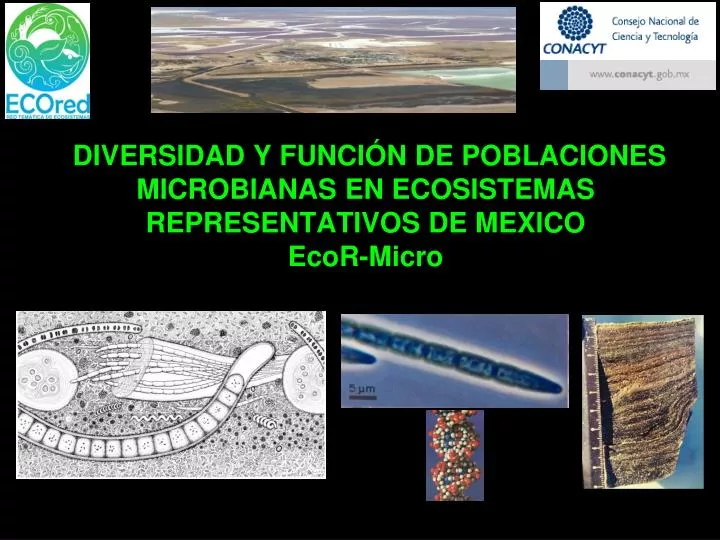 diversidad y funci n de poblaciones microbianas en ecosistemas representativos de mexico ecor micro
