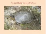 Mocsári teknős - Emys orbicularis - slide 1
