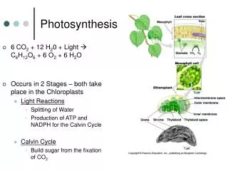 Photosynthesis