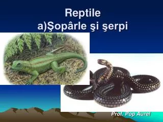 reptile a op rle i erpi